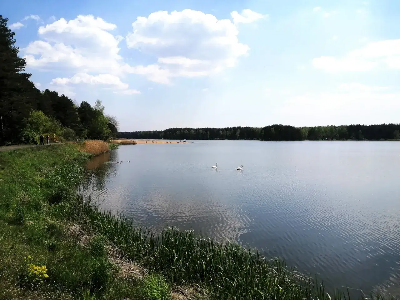 Spokojny, zielony zbiornik wodny z dwoma łabędziami pływającymi na tafli. Na brzegu las i plaża z ludźmi.