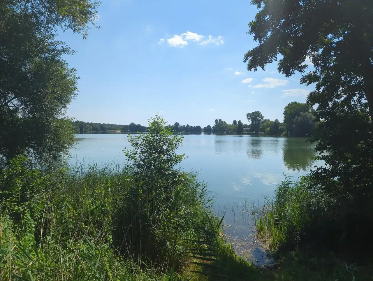 Spokojne żnin jezioro otoczone zielenią drzew i trzcin, z błękitnym niebem i białymi chmurami.