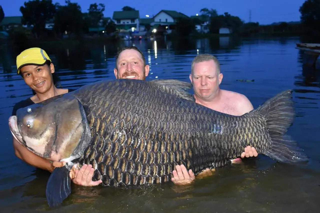 Trzech wędkarzy z dumą prezentuje rekordowego karpia 61 kg, który został złowiony w jeziorze.