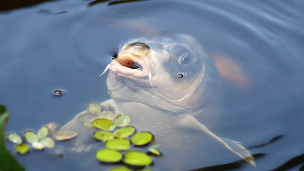 Karp z otwartym pyskiem wynurza się z wody na łowisku koi lakes, by złapać owada.