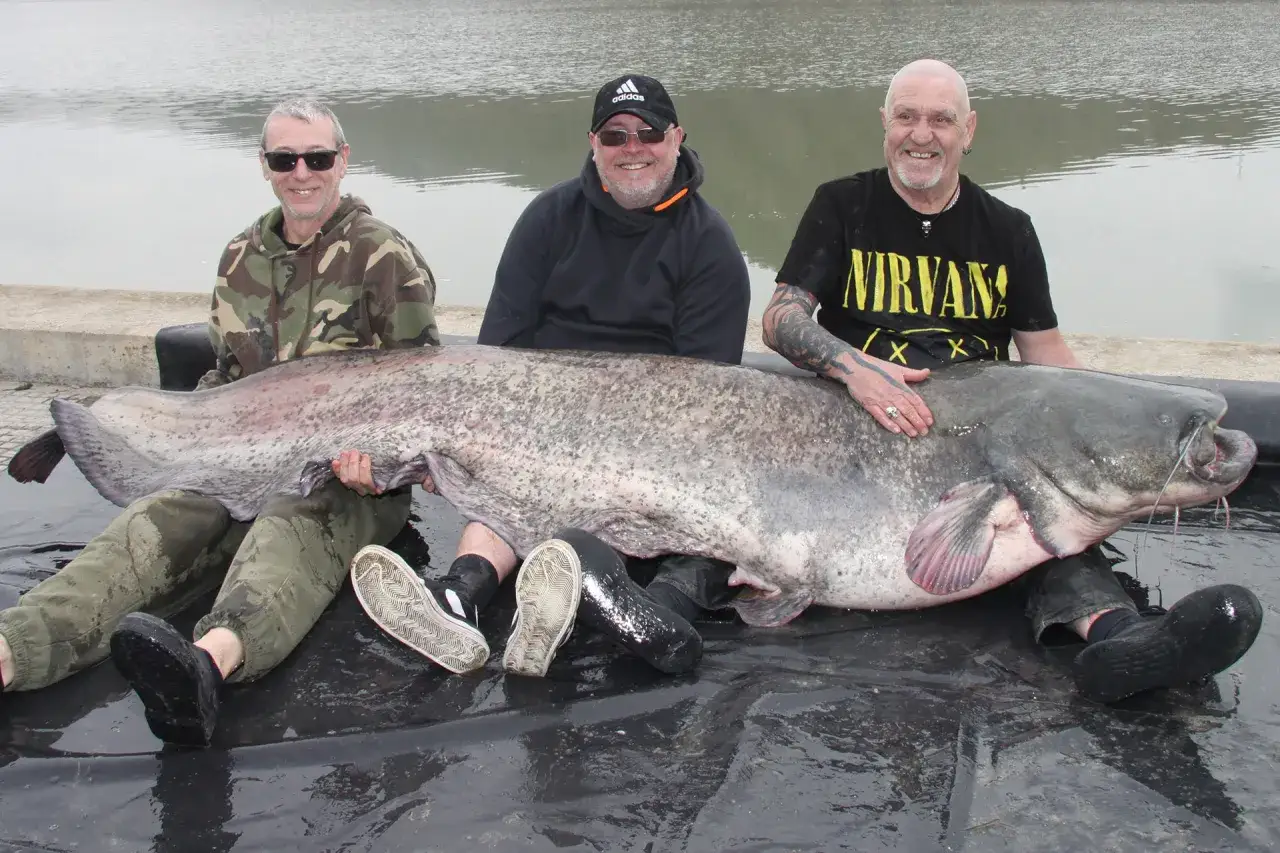 Trzech wędkarzy z gigantycznym sumem złowionym na Rio Ebro.