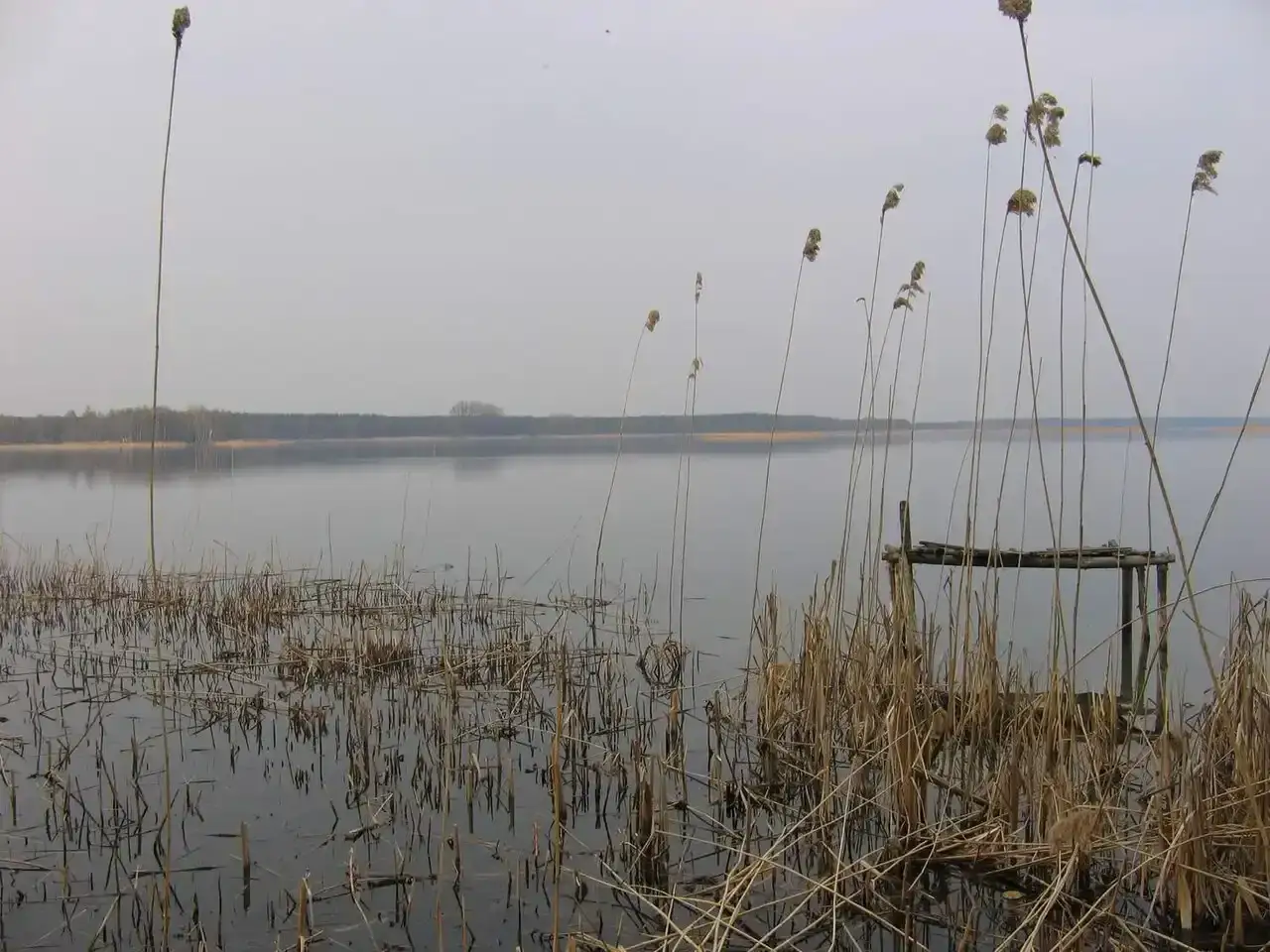 Spokojne jezioro szczutowskie z trzcinami na pierwszym planie i zniszczonym pomostem.